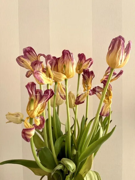 Увядшие тюльпаны в вазе #77