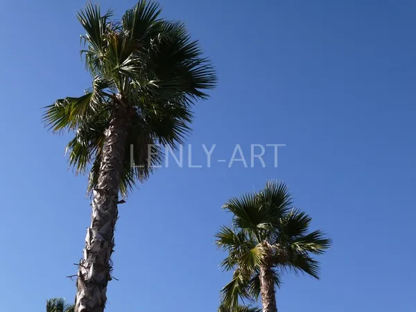 Синее небо и пальмы