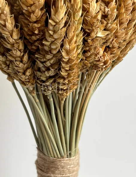 Сухие колосья пшеницы #710