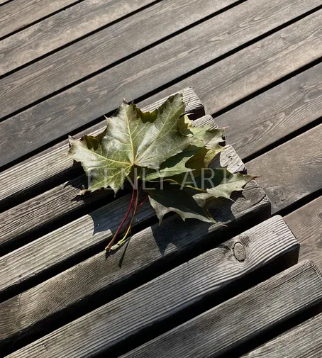 Листья на скамейке