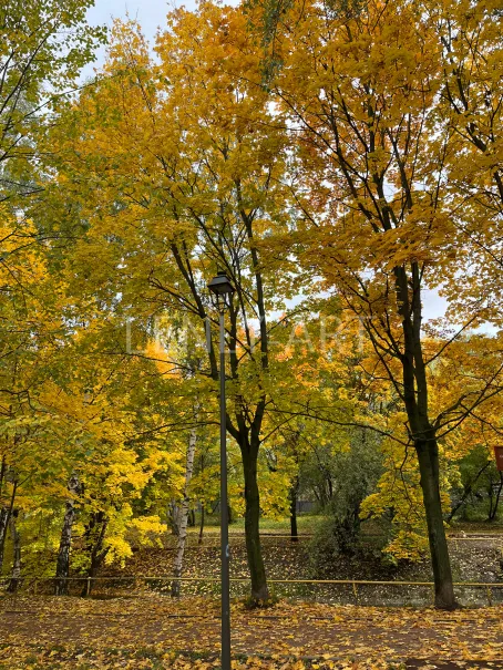 Осенний лес #453