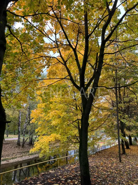 Желтые листья на дереве #455