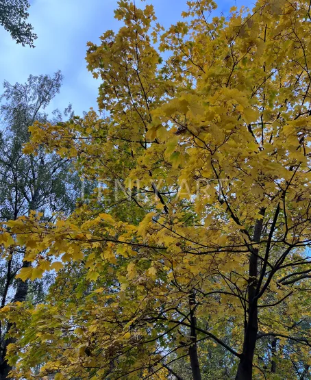 Желтая листва #474