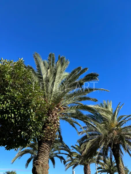 Пальмы на фоне синего неба #541