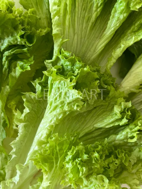 Зеленый листовой салат #636