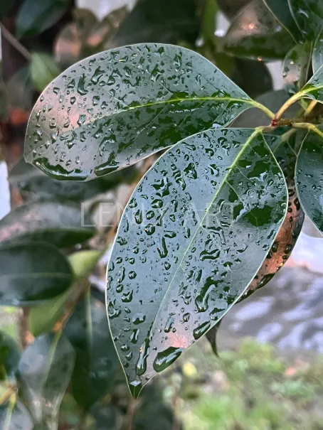 Мокрые листья под дождем #1155
