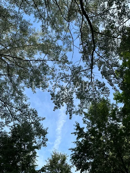Небо голубое в лесу #74