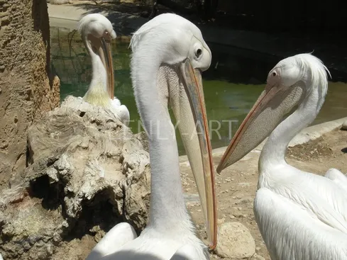 Пеликаны #340